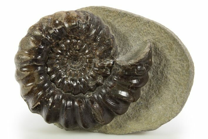 Jurassic Ammonite (Androgynoceras) Fossil - England #316396